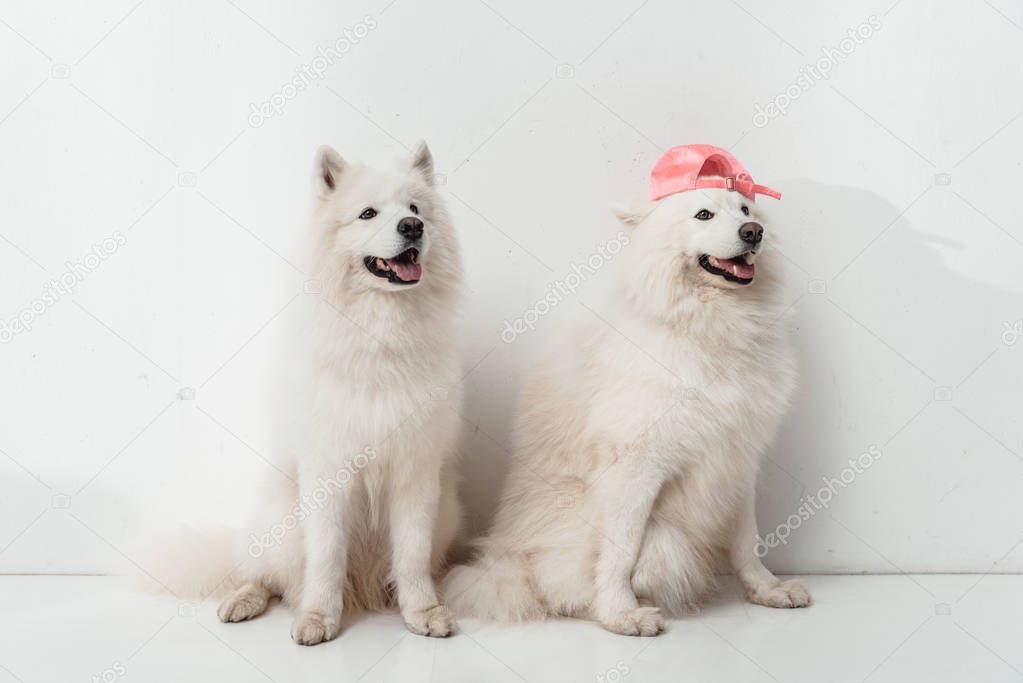 samoyed dogs