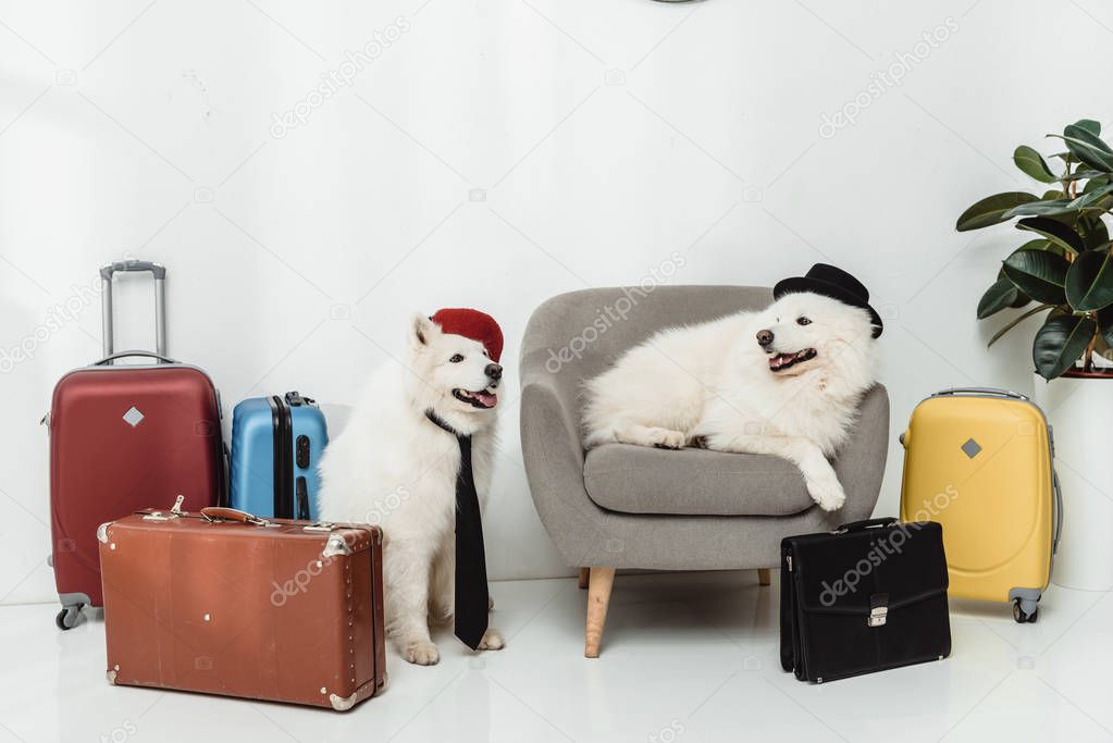 samoyed dogs with suitcases 