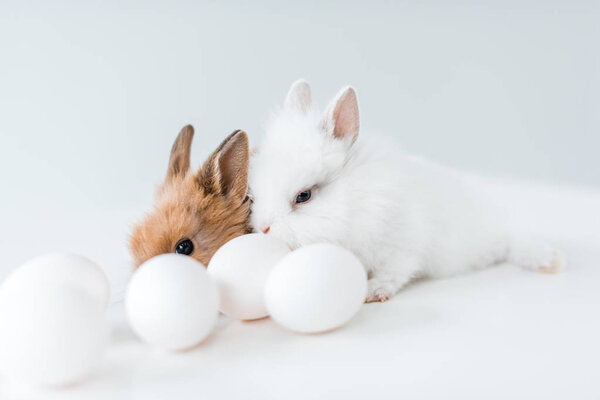 close-up view of cute furry rabbits and chicken eggs on white