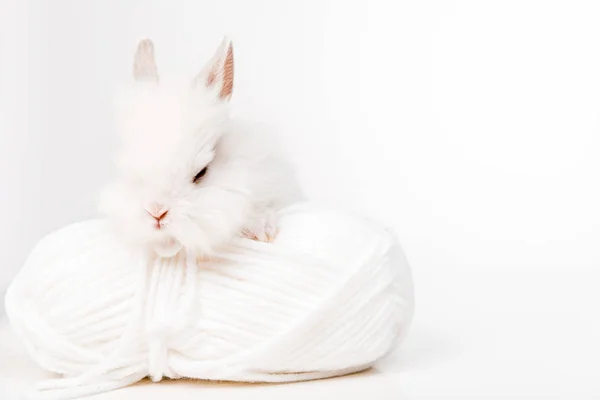 Rabbit — Stock Photo, Image