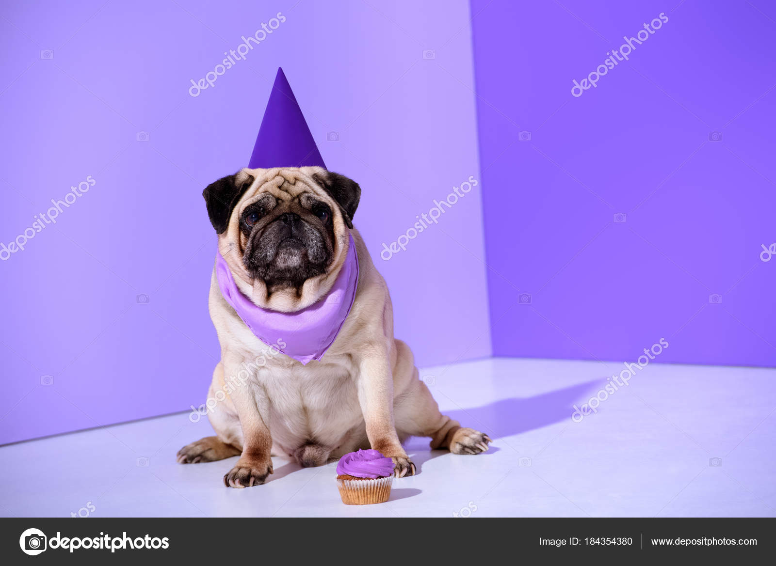 depositphotos_184354380-stock-photo-pug-