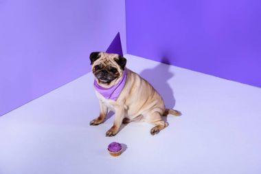 cupcake ultra violet üzerine krema ile oturuyor mor parti şapkası Pug köpek