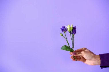 yandan görünümü kırpılmış ultra violet izole mor eustoma çiçekler, holding