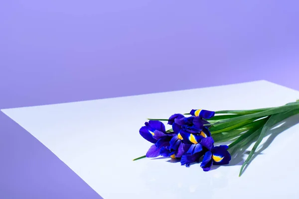 Lila Iris Blommor Ultra Violett Trend — Stockfoto