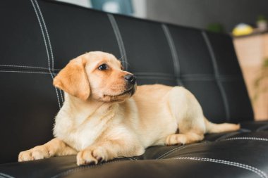 Labrador köpek yavrusu closeup görünümünü üzerinde deri kanepe