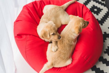 Kırmızı çantalı sandalyede oturan iki bej Puppies Üstten Görünüm