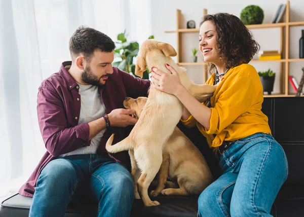 Lächelndes Paar Auf Sofa Mit Zwei Verspielten Labrador Welpen — Stockfoto