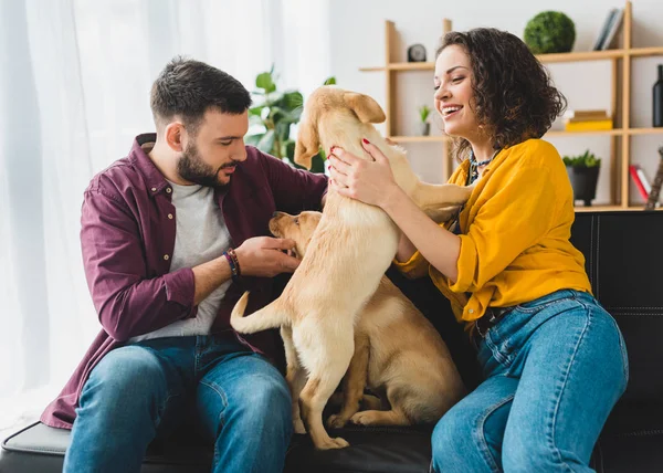 Pareja Sonriente Sentada Sofá Con Dos Cachorros Labradores Juguetones — Foto de Stock