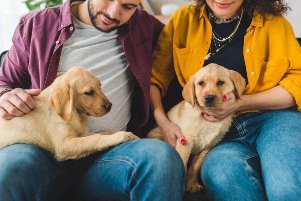 Vista Parcial Pareja Joven Sosteniendo Dos Cachorros Labrador — Foto de Stock