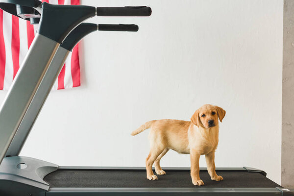 Image of labrador puppy standing on treadmill 