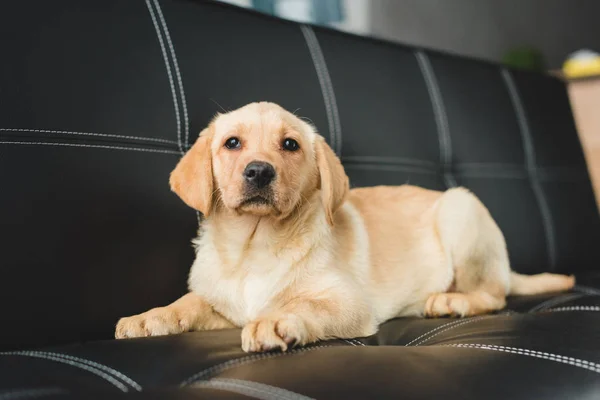 Anak anjing — Stok Foto