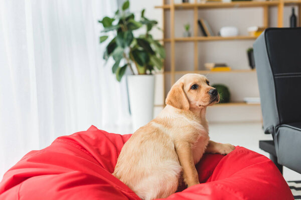 Side view of beige puppy sitting on red bag chair 