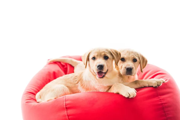 Dogs — Stock Photo, Image