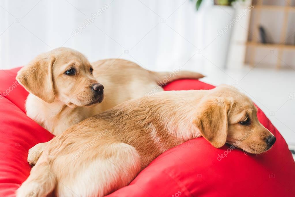 Closeup view of two beige puppies lying on red bag chair