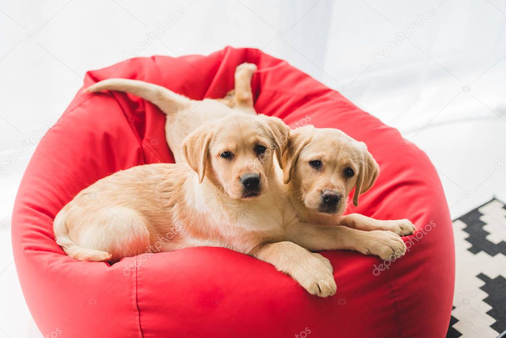 Two beige puppies lying on red bag chair