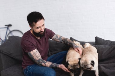 tattooed handsome man playing with pugs at home clipart