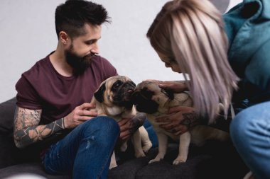 tattooed couple playing with pugs at home clipart