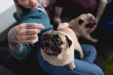 komik pug köpeklerin evde dövmeli çiftin kırpılmış görüntü