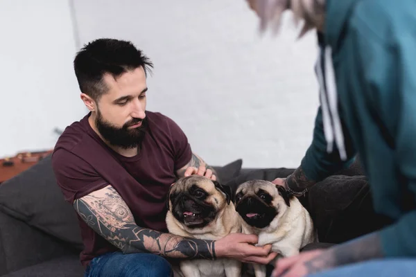 Cropped Image Tattooed Couple Palming Pugs Home — Stock Photo, Image