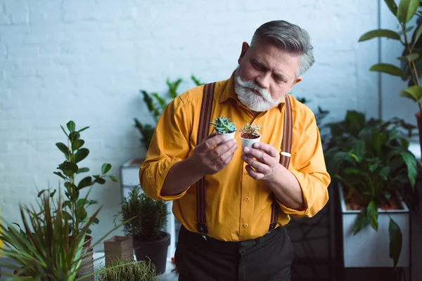 Knappe Bebaarde Senior Man Met Kleine Bloempotten Met Vetplanten — Stockfoto