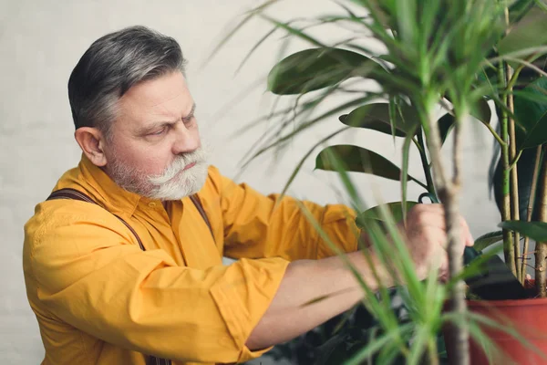 Ernstige Senior Man Thuis Aanplant Van Groene Planten — Stockfoto