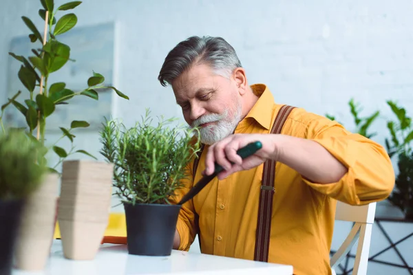 Smiling Senior Man Planting Green Plant Pot Home — Stock Photo, Image