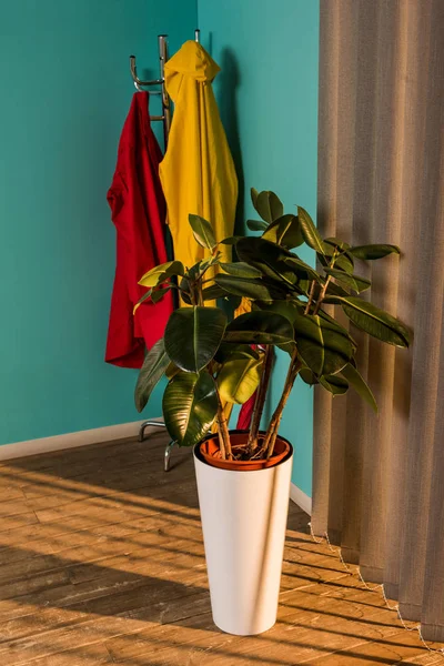 Topfpflanze Mit Grünen Blättern Auf Dem Boden Bei Jalousie — Stockfoto