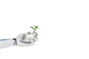 kırpılmış yeşil bitki üzerinde beyaz izole dalı tutan robot resmini