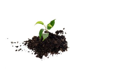 heap of ground with small green plant isolated on white