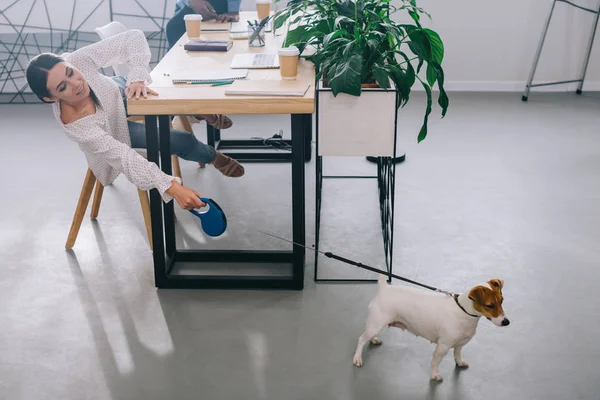 Zakenvrouw Bedrijf Jack Russel Terriër Riem Collega Zittend Achter Tafel — Stockfoto