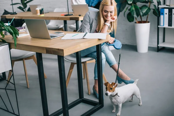 Junge Lächelnde Geschäftsfrau Hält Jack Russell Terrier Der Leine — Stockfoto