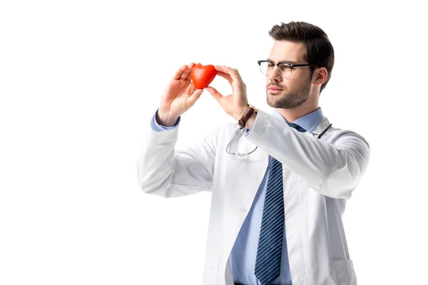 Concentrated Cardiologist Wearing White Coat Stethoscope Holding Toy Heart Isolated — Stock Photo, Image