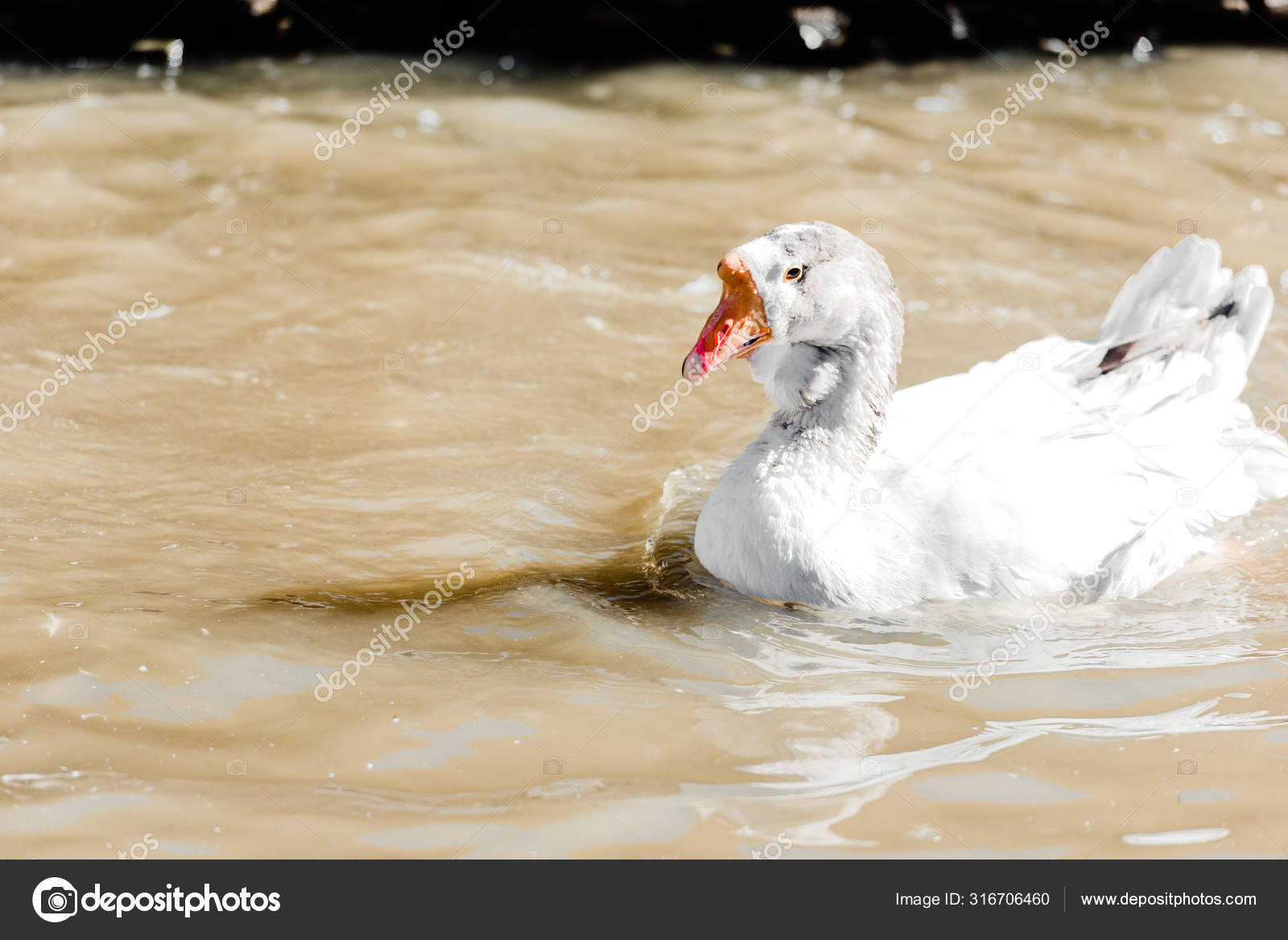 Pato Blanco Nadando Estanque Zoológico — Foto de stock © VitalikRadko