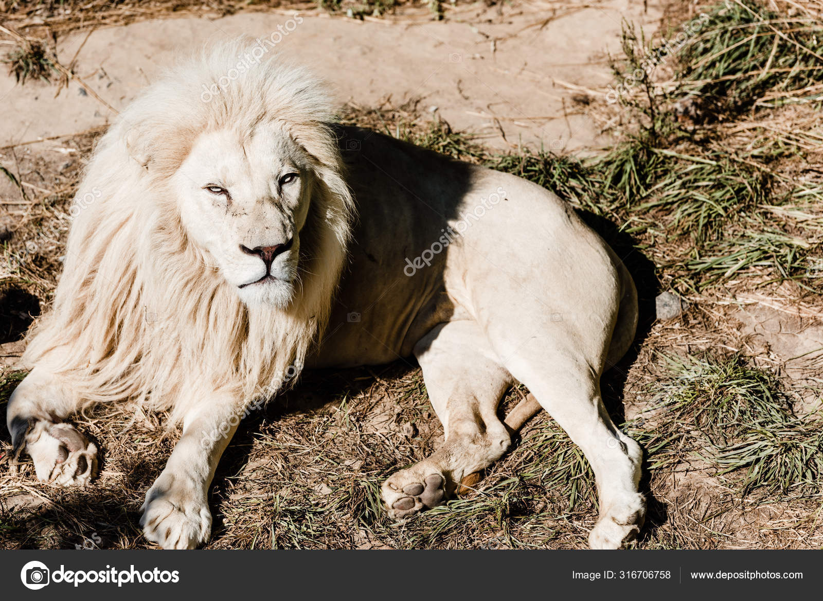 Photos De Lion Blanc Images De Lion Blanc Depositphotos Photos De Lion Blanc Images De Lion Blanc Depositphotos