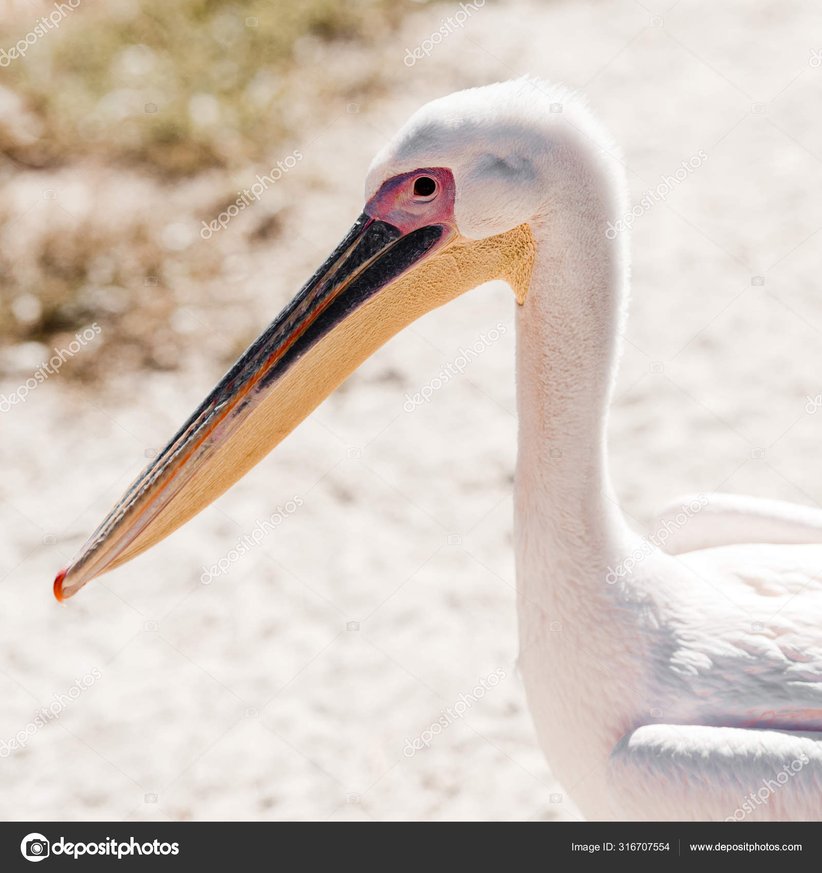 35 560 Pelican Stock Photos Images Download Pelican Pictures On Depositphotos