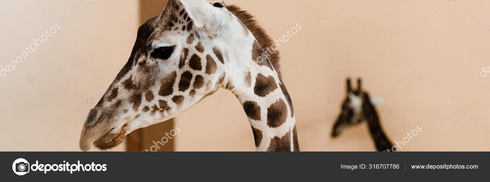 Panoramic Shot Tall Giraffes Long Necks Zoo — Stock Photo
