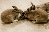 niedliche und flauschige Kaninchen, die neben Heu sitzen 
