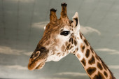 aranyos és magas zsiráf az állatkertben 