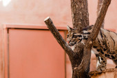 selective focus of leopard standing near tree in zoo  