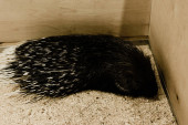 dangerous and wild porcupine sitting in zoo