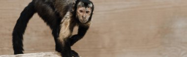 panoramic shot of cute monkey in zoo clipart