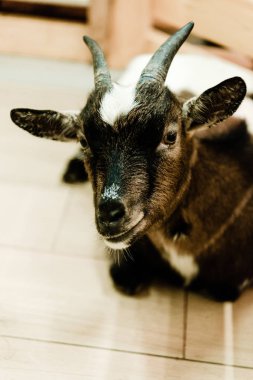 selective focus of cute goat in zoo  clipart