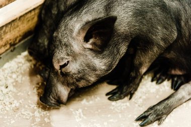 selective focus of cute pigs in zoo clipart