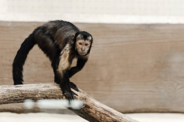 Şempanzenin hayvanat bahçesindeki seçici odağı 
