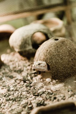 selective focus of lizard near coconut shell and stones  clipart