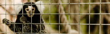 Hayvanat bahçesinde kafes yakınında marmoset maymunu görüntüsü 