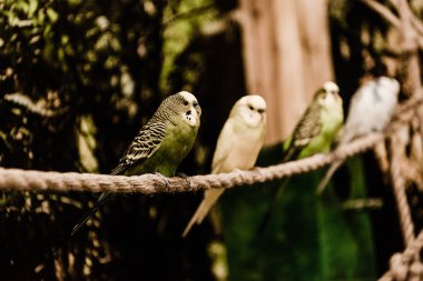 selective focus of parrots sitting on rope in zoo clipart
