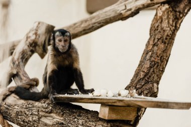 Maymunun hayvanat bahçesinde fırında patatesin yanında oturmasının seçici odağı