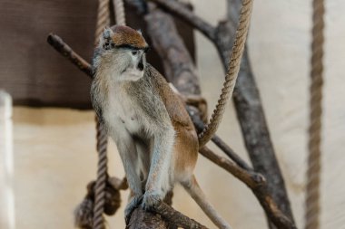 selective focus of monkey sitting near ropes  clipart
