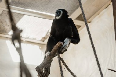 selective focus of ropes near cute monkey in zoo  clipart